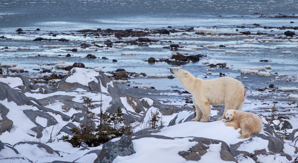 CBC Original Series Arctic Vets Captured with URSA Mini Pro 12K